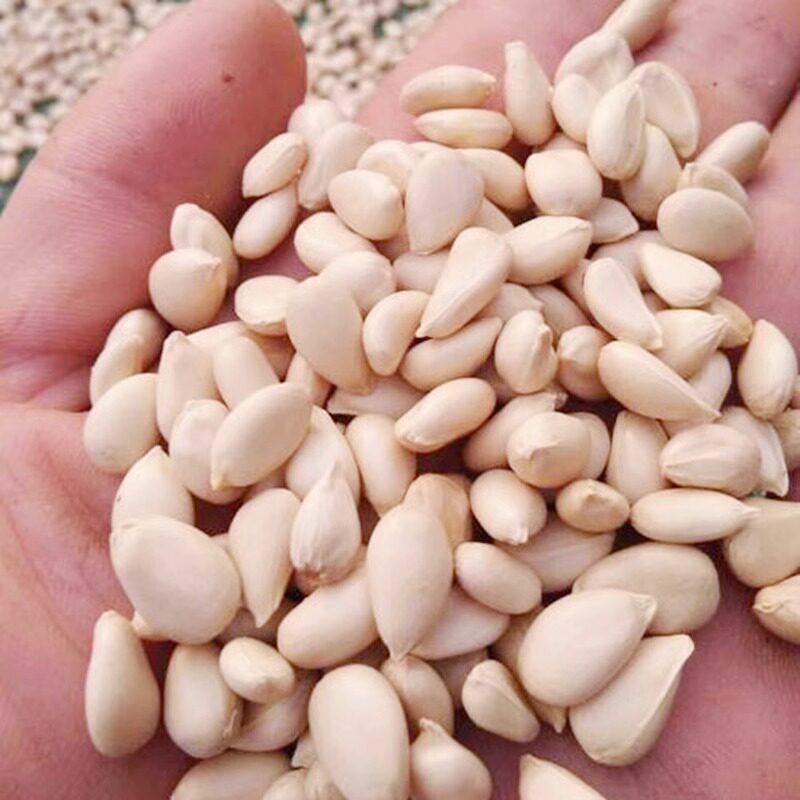 23年新采枸橘种子枳壳籽桔