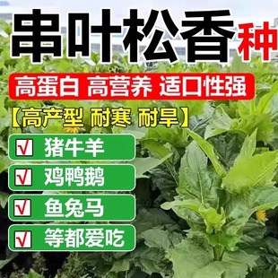 串叶松香草种子春秋育苗移栽多年生耐寒优质养猪阔叶菜高产牧草种