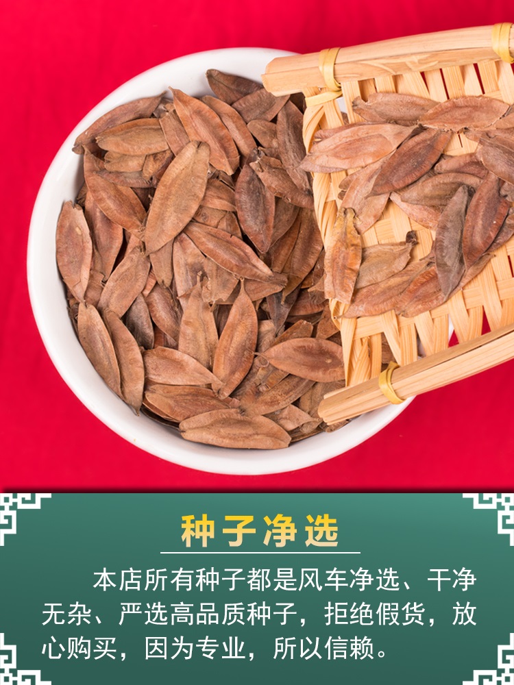 新杜仲种子丝楝树皮树皮药用价值高林木种籽秋冬季春季种植包邮