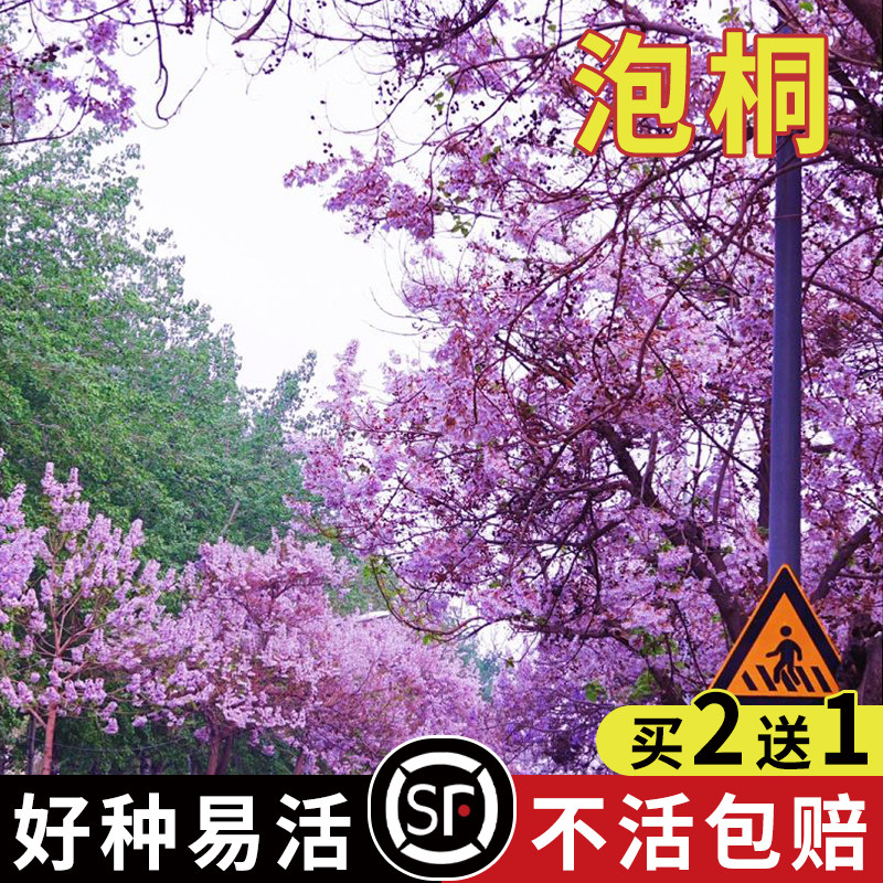 泡桐树种子轻型木质木材树木白花大果泡桐空桐树当年新采种子图片