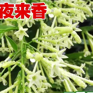 夜来香种子 木本花卉芳香植物种子夜香花夜兰香夜丁香千里香小树