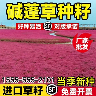 多年生碱蓬草种子耐盐碱植物碱蓬草种籽壤耐寒旱四季牧草披碱草籽