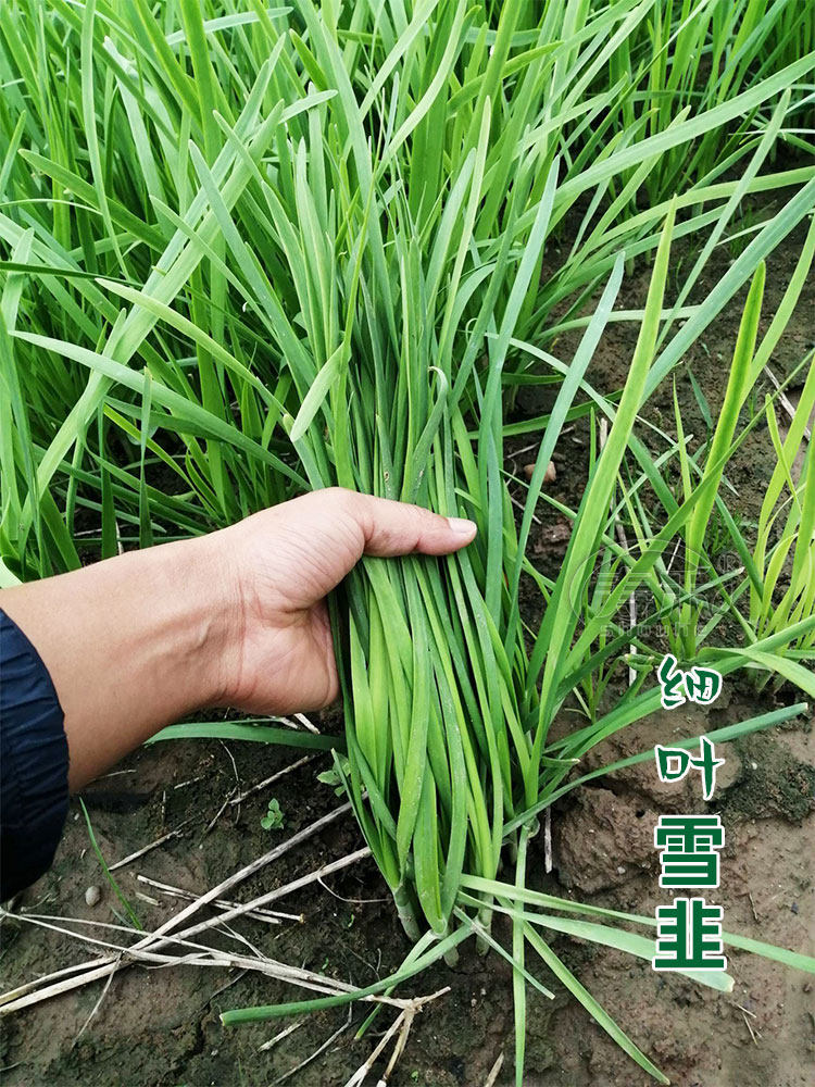 韭菜种子种籽子苗菲菜韭黄四季菜种盆栽根蔬菜菜种籽种孑小叶大全
