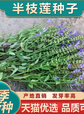 材半枝莲种子白花百花蛇舌草种植苗阳台盆栽500g并头草韩信草