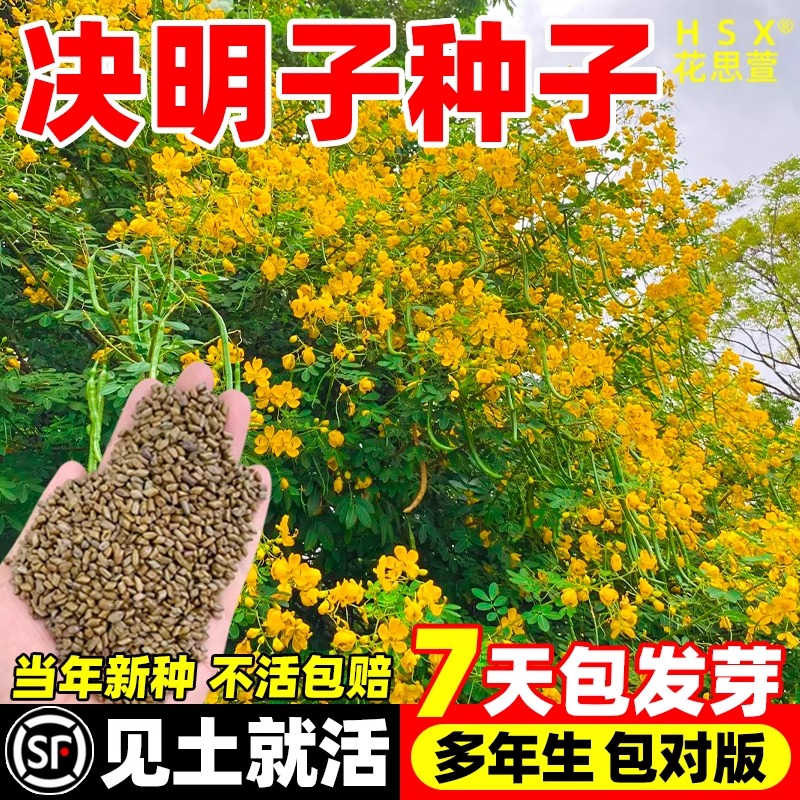 决明子种子护坡固土植物灌木草种籽枣林景观边坡绿化高速公路草籽