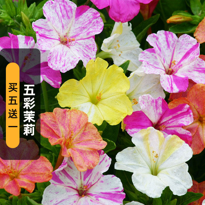 五彩香茉莉种子春夏播紫茉莉条纹地雷花晚饭花种籽洗澡红盆栽