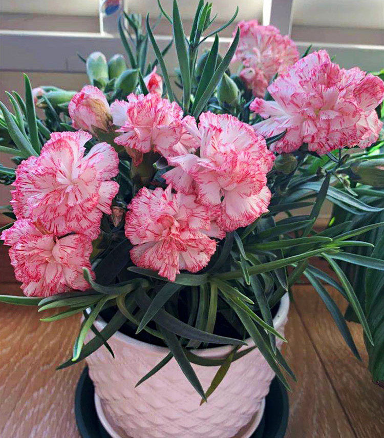 重瓣康乃馨种子易活花卉阳台室内外耐寒花卉种籽孑四季开花盆栽