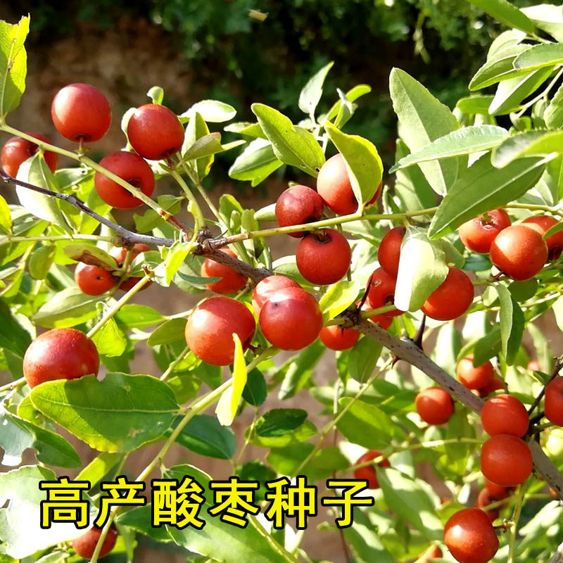 新摘酸枣种子山枣角针硬枣大红枣树中药材硬枣枣树 野生酸枣种籽