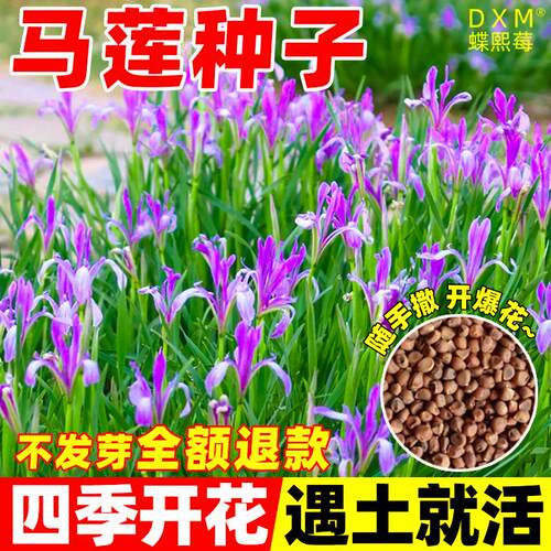 马莲种子马蔺马莲花籽花庭院公园绿化四季播种马兰花草籽孑