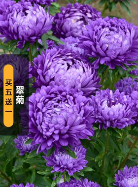翠菊种子江西腊七月蓝菊花籽