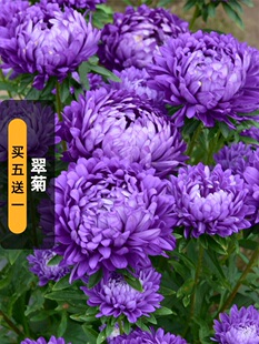 翠菊种子江西腊七月蓝菊花籽春秋播可切花庭院花镜室内外阳台盆栽