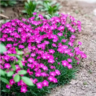 石竹花种籽子常夏石竹耐寒多年生四季播种开花种孑阳台庭院