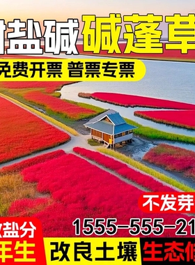 碱蓬草种子红色翅碱蓬卤蓬土壤沙荒地绿化耐盐碱治理土壤改良种籽