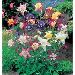 旱金莲花种子籽四季播种开花室内外庭院植物易爆盆花籽观花卉盆栽