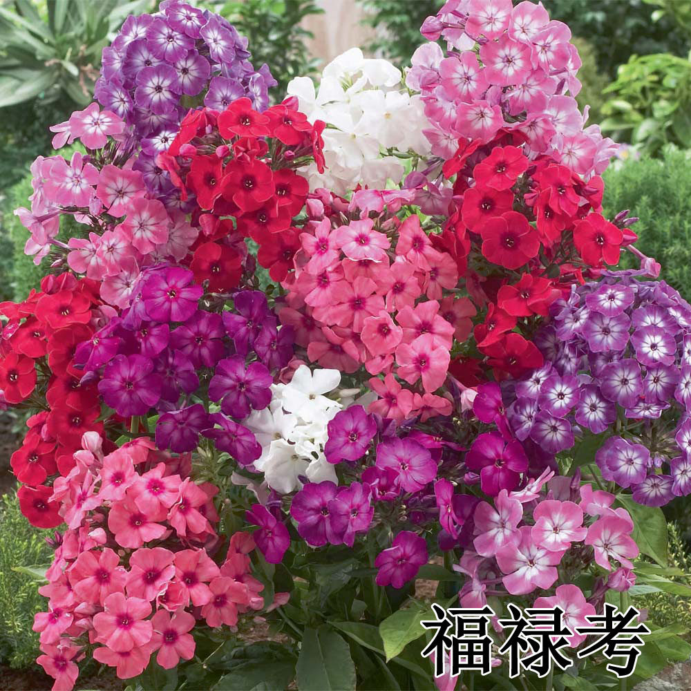 福禄考花种籽子春季芝樱种子多年生宿根四季种易活四季播种开花