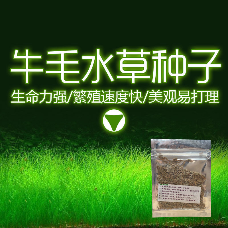 鱼缸装饰水草种子 前景迷你牛毛毡植物水族箱淡水活体造景真水草
