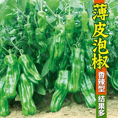 薄皮泡椒种子薄皮辣椒种子高产超辣椒种子线椒籽蔬菜四季早熟