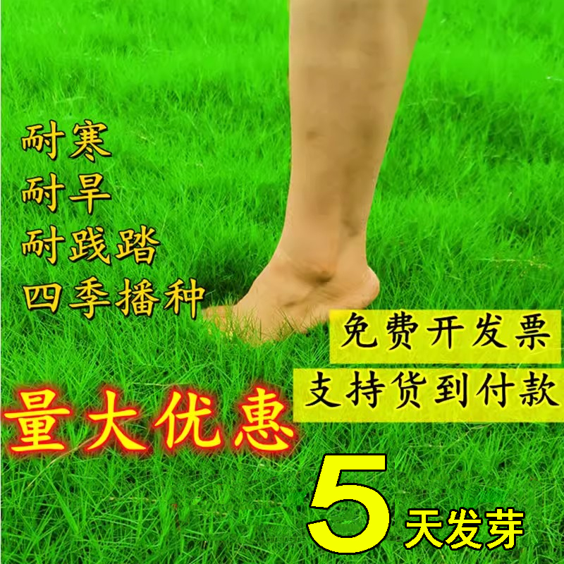 进口草坪种子四季常青