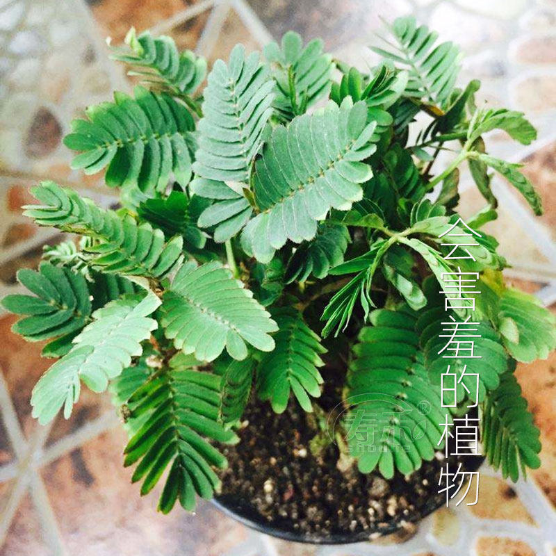 四季含羞草种子种籽 室内绿植草籽草种趣味害羞草孑小盆栽 植物