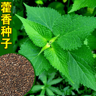 藿香种子药材种子新产藿香种籽可食用解暑霍香正气香草种子多年生