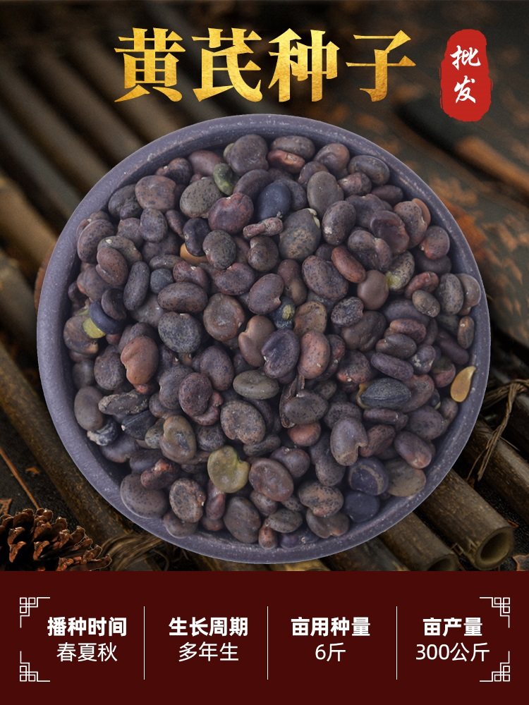 新黄芪种子四季种植当归党参中药材省人工种籽种苗铁芪棉芪