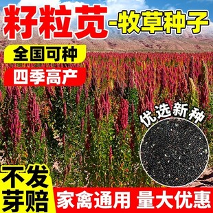 美国籽粒苋种子优质牧草籽高蛋白千穗谷鸡鸭鹅家禽喜食进口苋菜孑