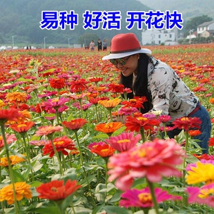 草花种子庭院花种籽四季花草户外适合夏天种的路边绿化花卉植物花