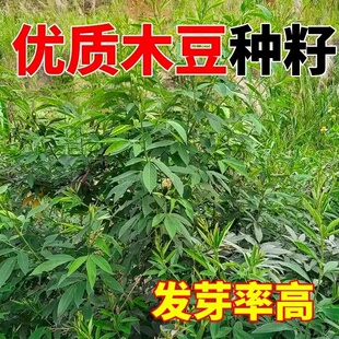 木豆种子护坡草灌木种籽园林绿化食用饲料草籽多年生生长耐旱耐寒