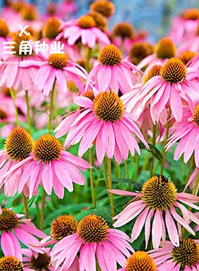 松果菊种子多年生景观花种 紫锥菊花紫色 阳台庭院绿化春秋播