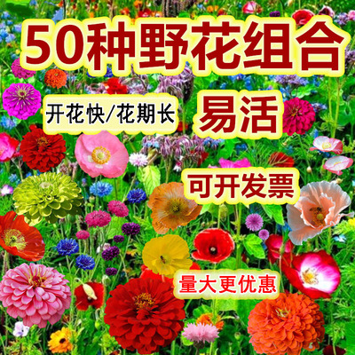 野花组合花种子四季播种开花