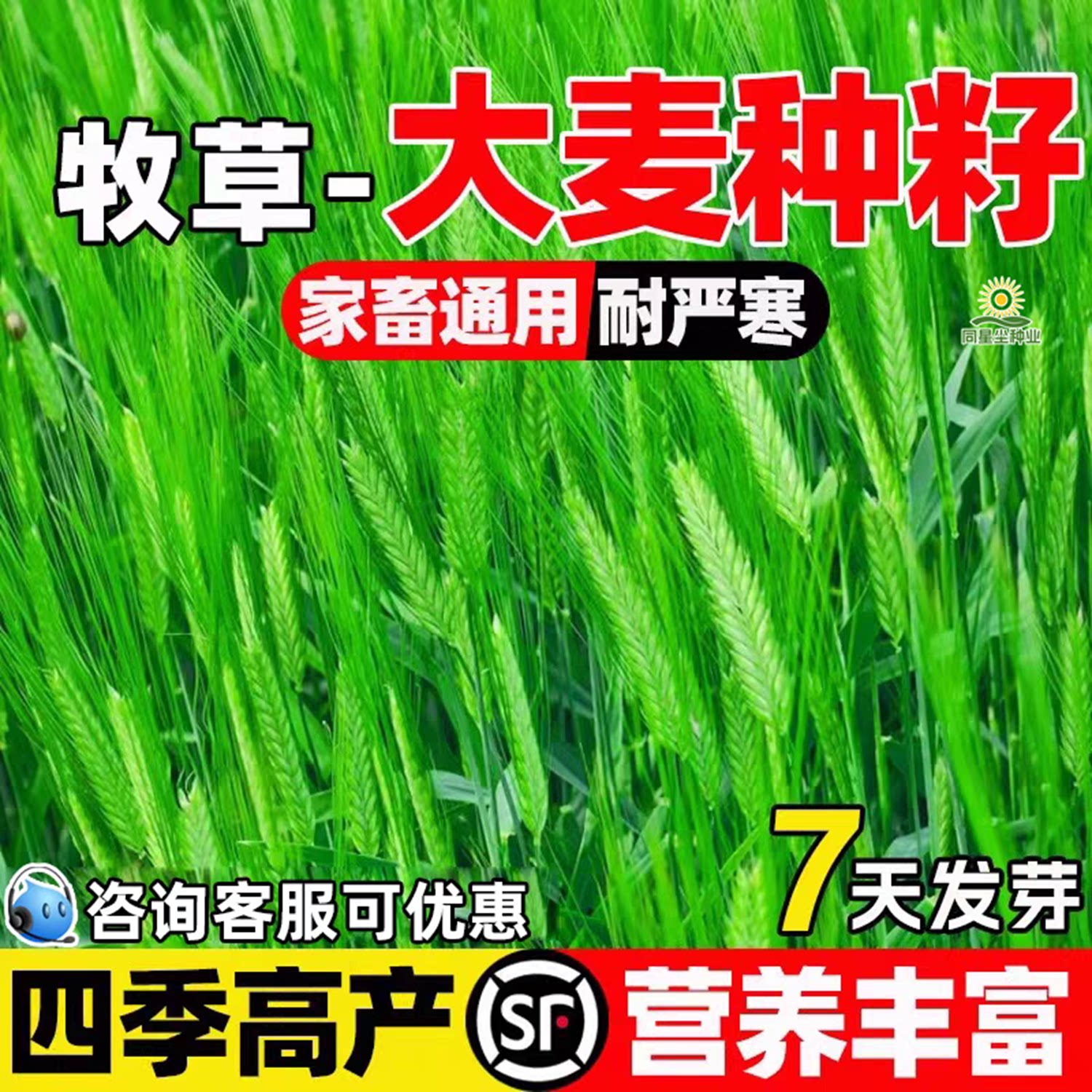 优质大麦种子四季高产高蛋白耐寒牧草草籽芽苗菜畜牧养殖猪牛羊猫图片