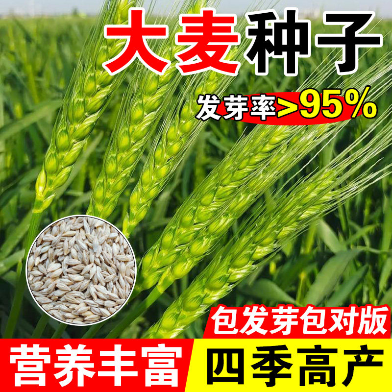 大麦种子芽苗菜种子大麦若叶青汁榨汁大麦苗种子大麦草四季播猫草