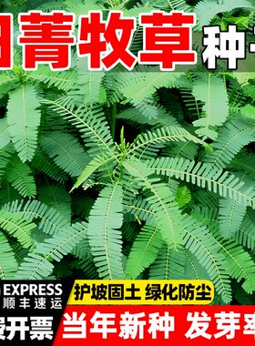 田菁种子碱青涝豆果园绿肥草种子四季牧草籽田青子紫色田箐种籽