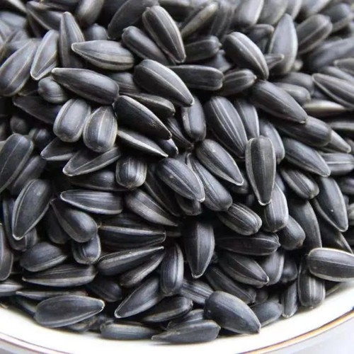 珍珠瓜子油葵小瓜子现炒熟瓜子500g原味袋散装特产炒货生油葵瓜子