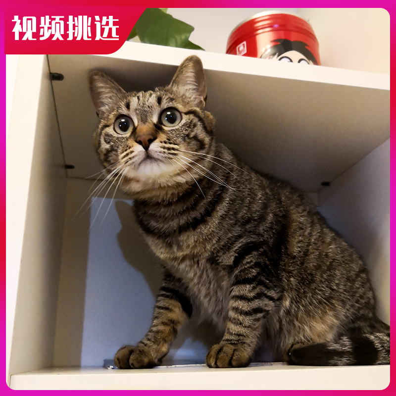 中华田园猫狸花猫纯种橘猫虎斑狸猫幼崽幼猫小黑猫活物纯白猫家猫