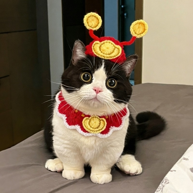 新年财神装扮宠物猫咪围脖帽子套装狗狗围巾配件针织口水巾头套,宠物/宠物食品及用品,围巾/口水巾,淘宝优惠券,粉丝福利购,淘宝优惠卷