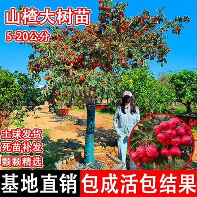 特大甜山楂树活苗黄红子果