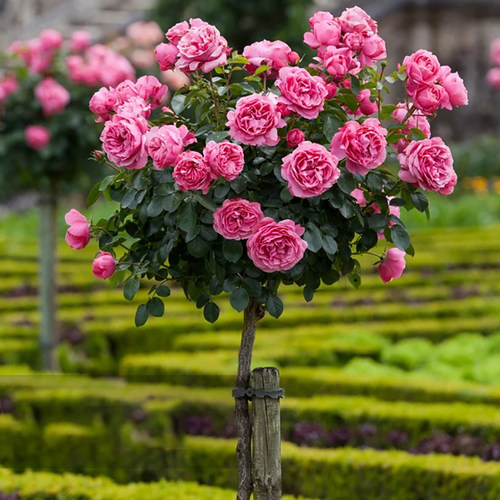 树桩月季花苗特大朵卉植物庭
