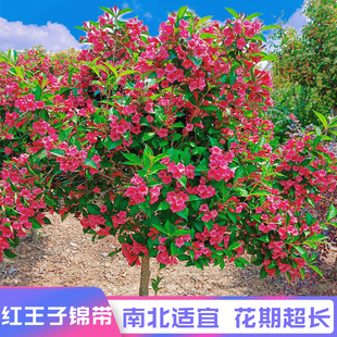 红王子锦带树苗高杆锦带花别墅庭院阳台耐寒盆栽绿篱花卉当年多花