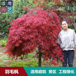 石榴红羽毛枫树苗日本红枫别墅庭院彩叶绿化树三季红垂枝流泉枫树