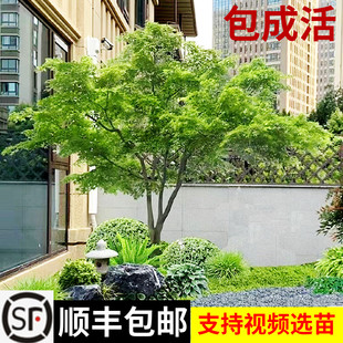 小叶鸡爪槭树苗原生苗鸡爪枫树苗庭院风景树苗四季常青绿化苗木