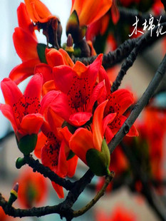 木棉花树苗庭院风景树苗英雄花攀枝花工程绿化名贵盆栽地栽花树苗