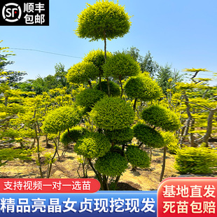 庭院别墅亮金女贞造型树花境植物棒棒糖圆形球四季常青南北方种植
