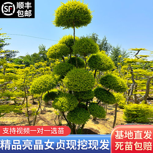 四季常青亮金女贞造型树