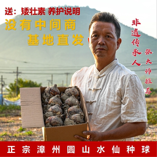 水仙花种球水养植物漳州正宗重瓣水培花卉金水仙种球【大师推荐】