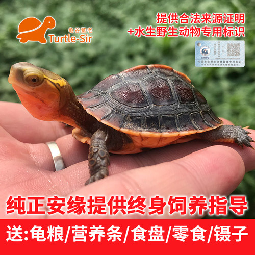 龟谷鳖老黄缘龟宠物小乌龟安缘龟