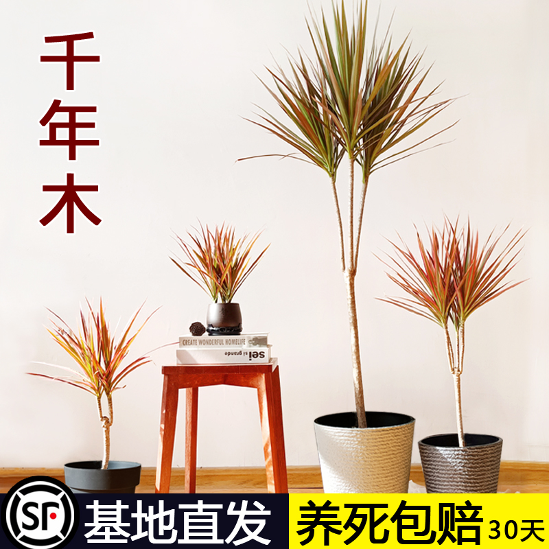 【首单+签到】千年木盆栽龙血树马尾铁