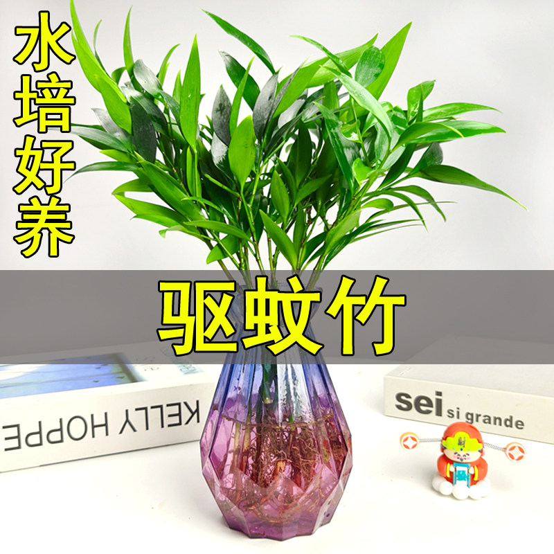 竹柏驱蚊竹水培植物室内盆栽