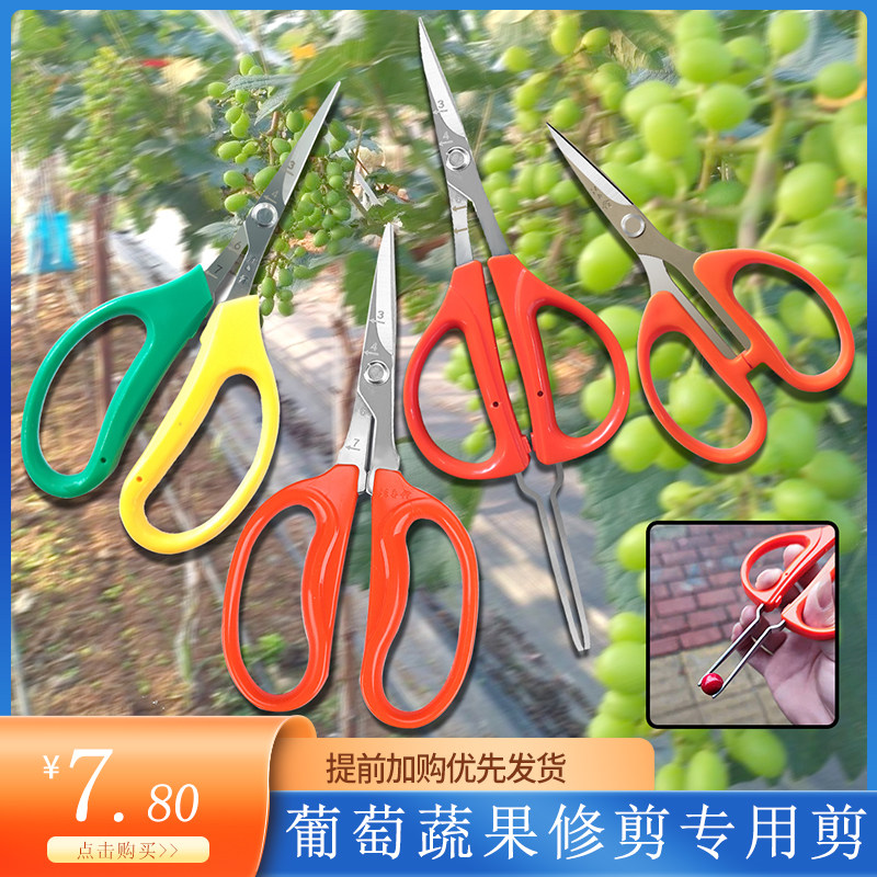 阳光玫瑰葡萄剪刀蔬果稀果修枝翘头园艺采摘修果汪吾铨剪枝专用剪图片
