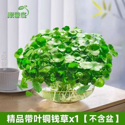 通用花草招财培植园艺金钱草简约绿植养卧室栽花花器水仙@水四季